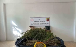 Mersin’de Uyuşturucu Operasyonu: 2 Gözaltı, 5 Kilo Esrar ve 649 Kök Kenevir Ele Geçirildi