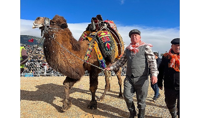 Kemalpaşa, geleneksel deve güreşi festivali'yle reklendi – Güncel