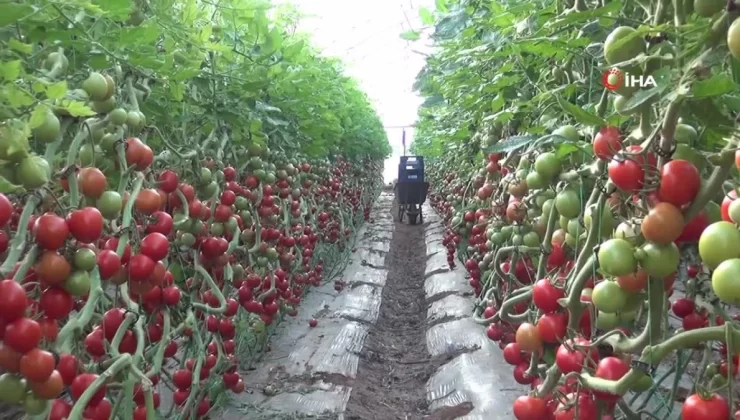 Mersin’de örtü altı domates hasadı başladı