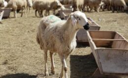 42 bin lira maaşa çoban bulunamıyor