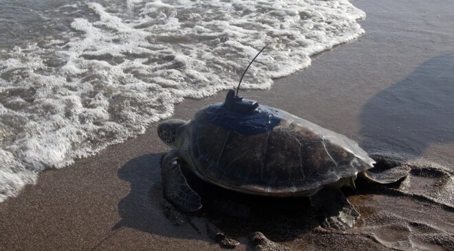 Mersin’de Uydu Takip Cihazı Takılan Kaplumbağalar Denizde Yolculuğa Çıktı
